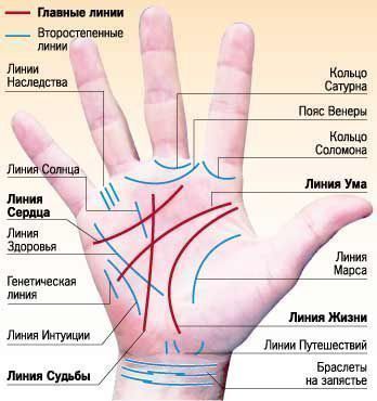 линии на ладони